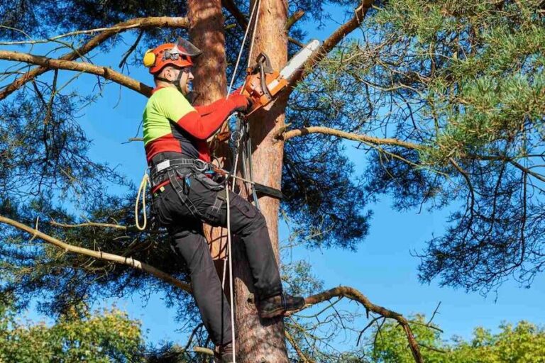 Une entreprise d'élagage coupe un arbre à Meaux