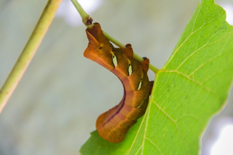 Chenille marron maison identification et traitement — free download