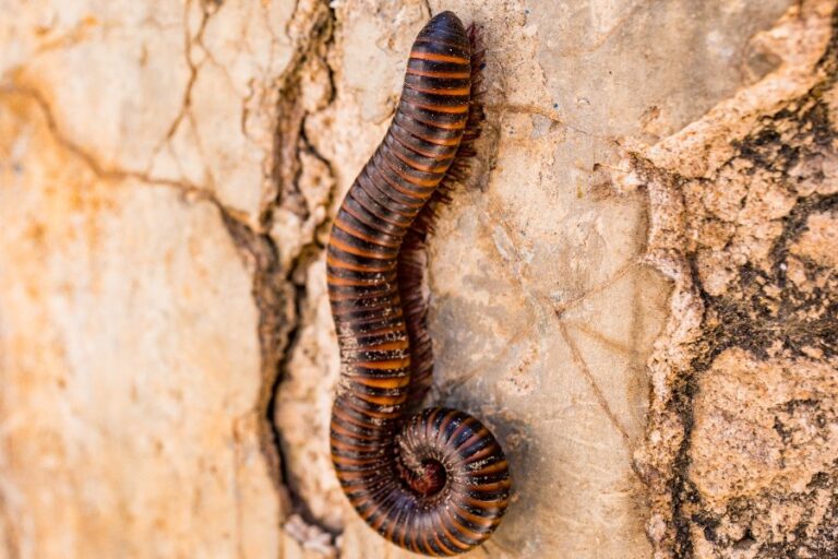 Chenille marron maison identification et traitement — free download