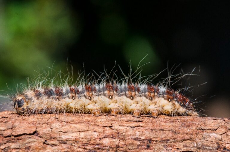 Grosse chenille brune au pied d’un mur de maison