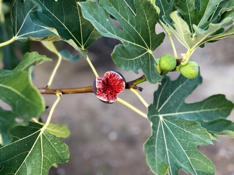 Figuier mâle installé dans un jardin, avec un feuillage dense et des branches vigoureuses sans figues comestibles