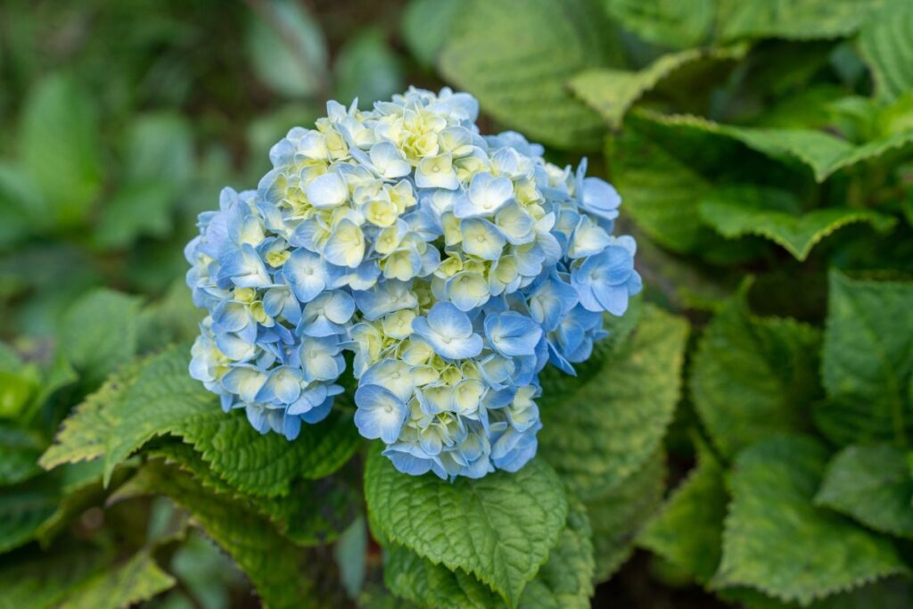 Une belle fleur d'hortensia dans le jardin