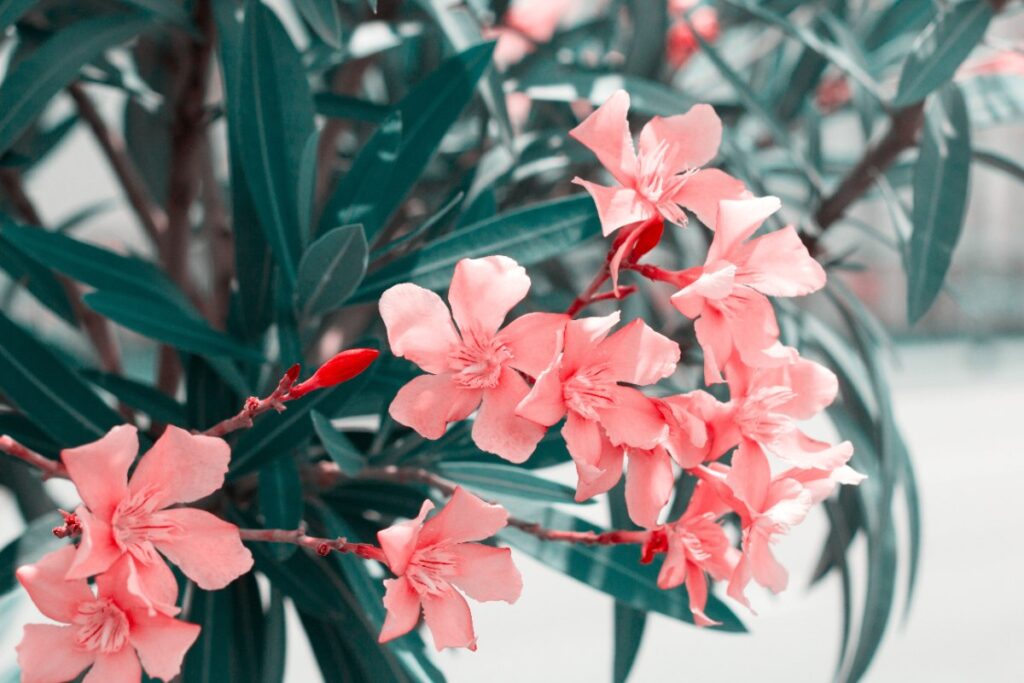 Des branches fleuries de laurier-rose