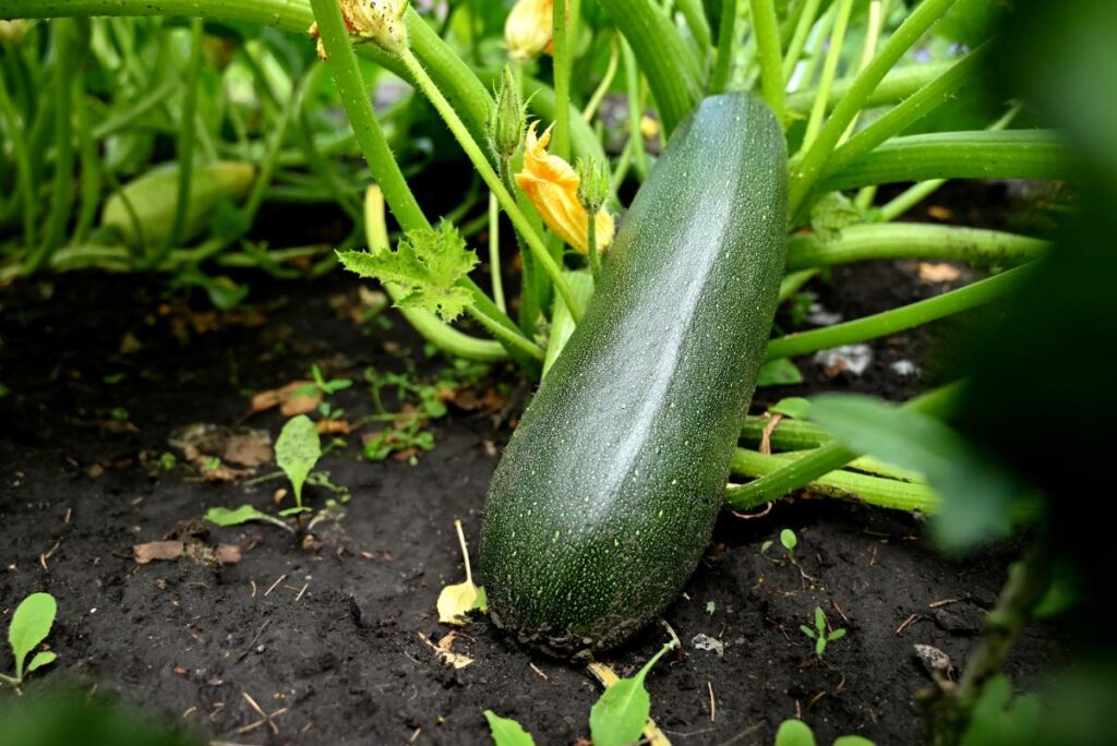 Une courgette trop grosse cultivée dans le jardin