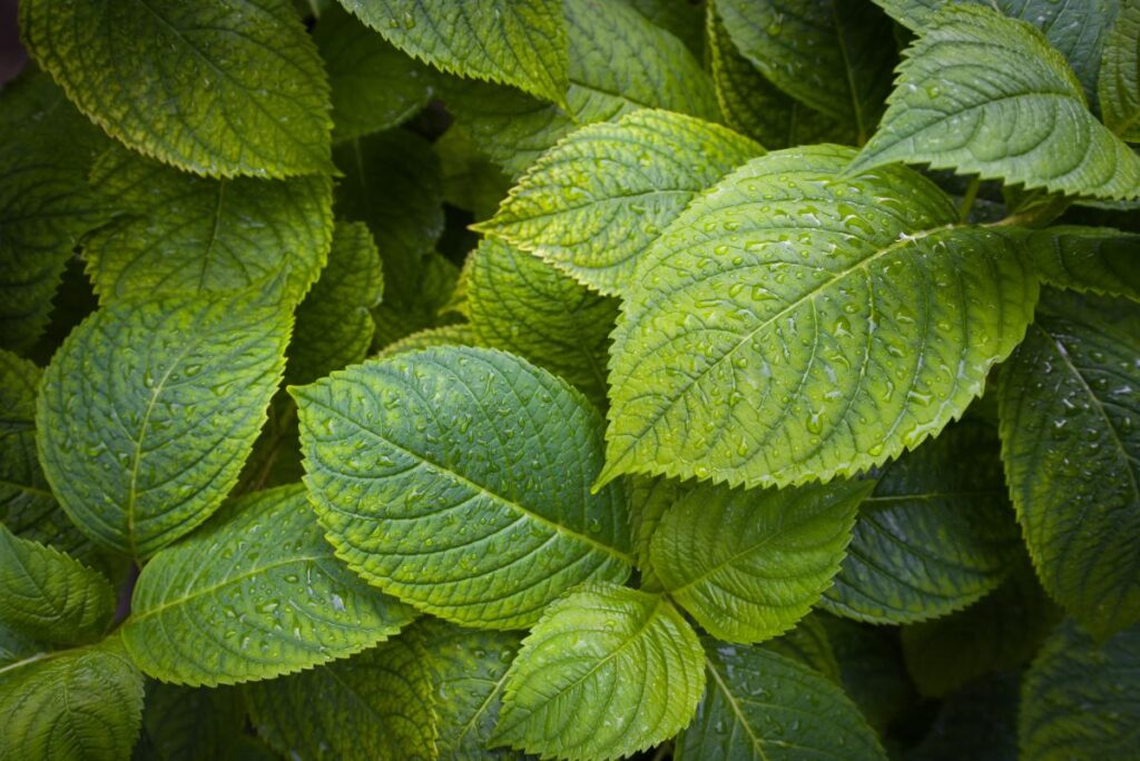Des feuilles dune plante d'hortensia