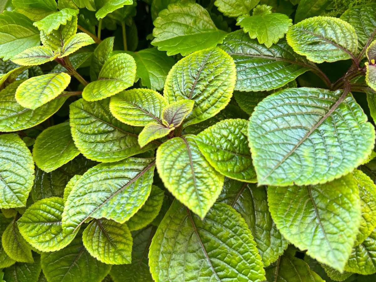 Des feuilles d'hortensia qui jaunissent