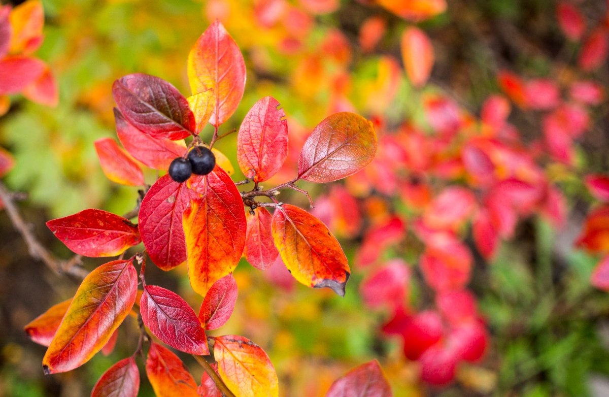 Des feuilles rouges d'une plante de myrtillier