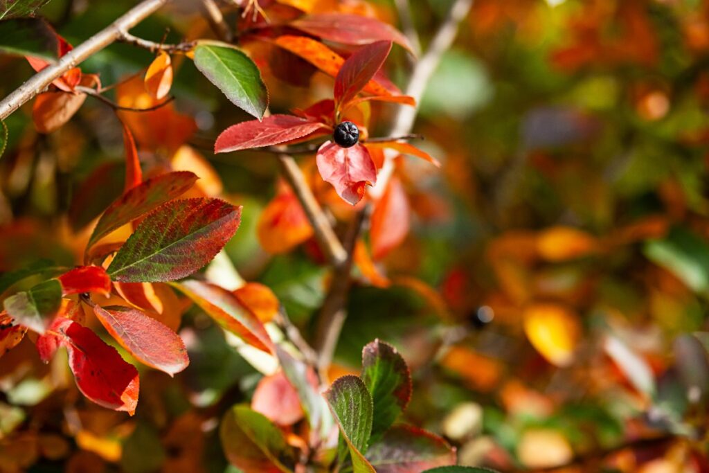 Myrtille aux feuilles rouges