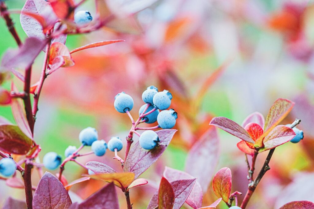 Plante de myrtille dans le jardin