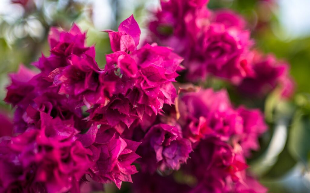 Une plante de bougainvillier en pleine floraison