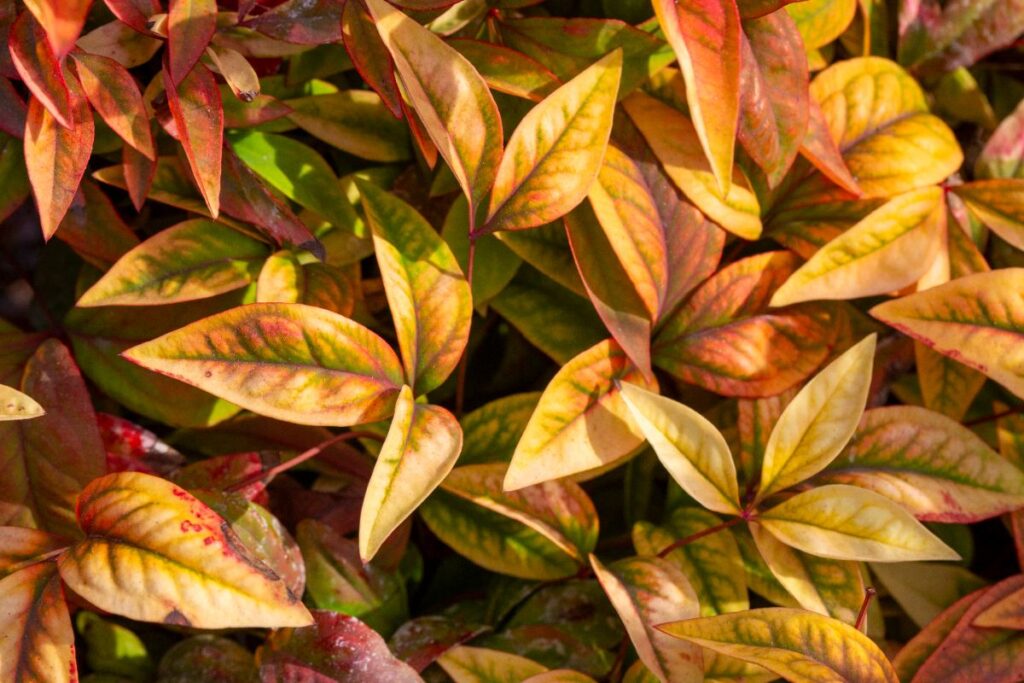 Feuilles d'automne de photinia