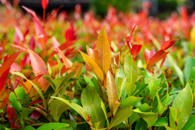Des feuilles de photinia colorées dans le jardin