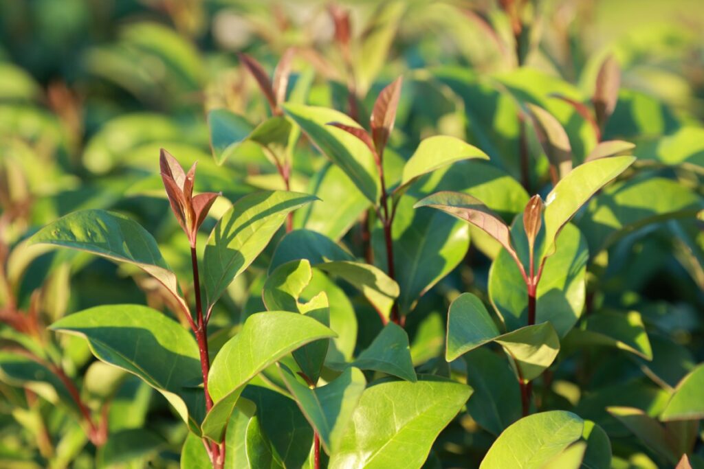 Des feuilles vertes de photinia