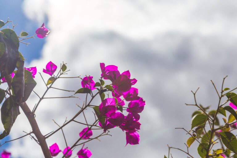Des fleurs de bougainvillier poussant sur ses branches
