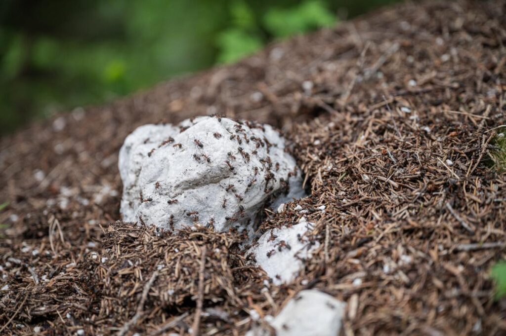 Des fourmis rampant sur un petit rocher