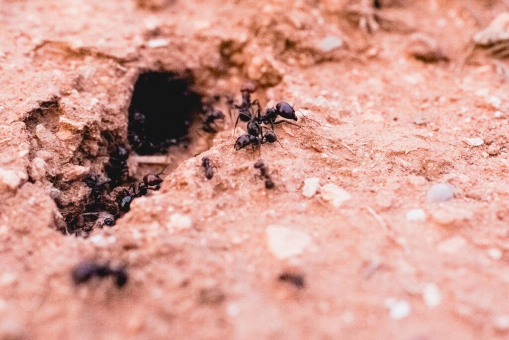 Des fourmis qui rampent dans un trou