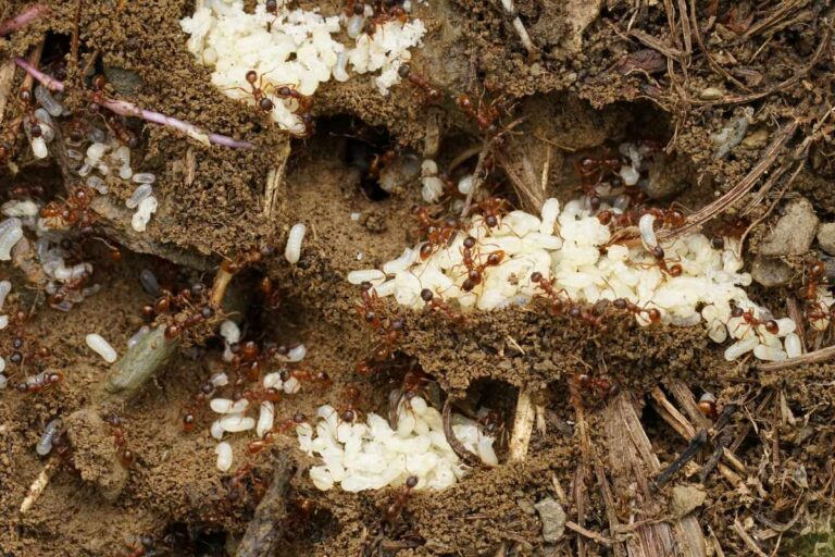 Des fourmis transportant du couvain dans leur trou