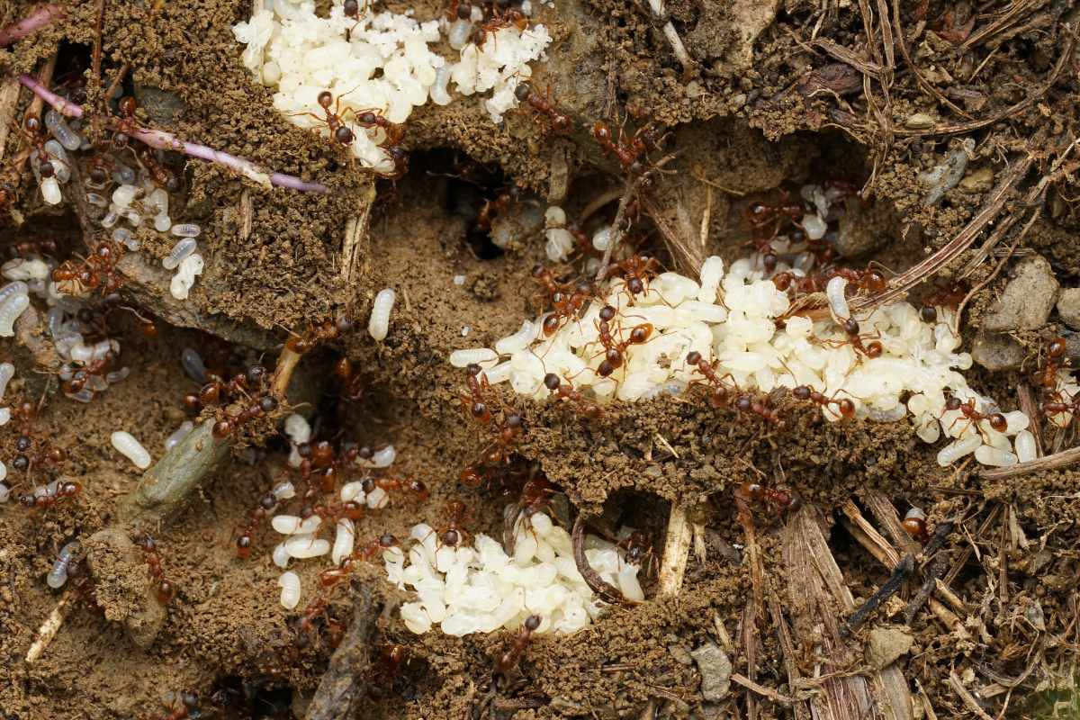 Des fourmis transportant du couvain dans leur trou
