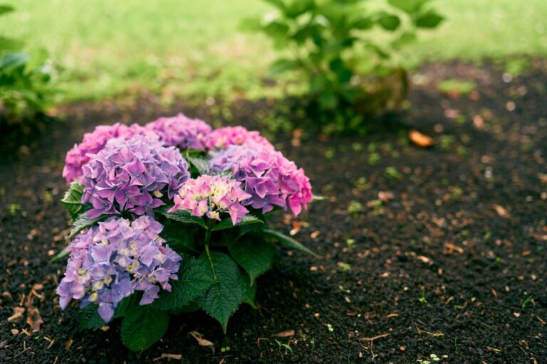 Hortensia roses et violets en fleurs dans le jardin