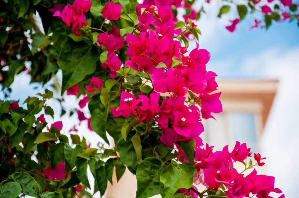 Des jolies fleurs de bougainvillier