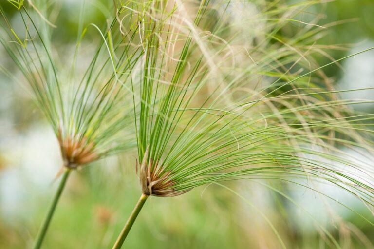 Une plante de papyrus dans le jardin