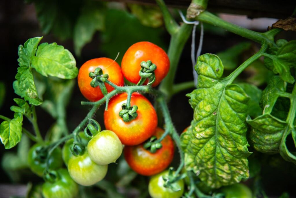 Une plante de tomate dans le jardin