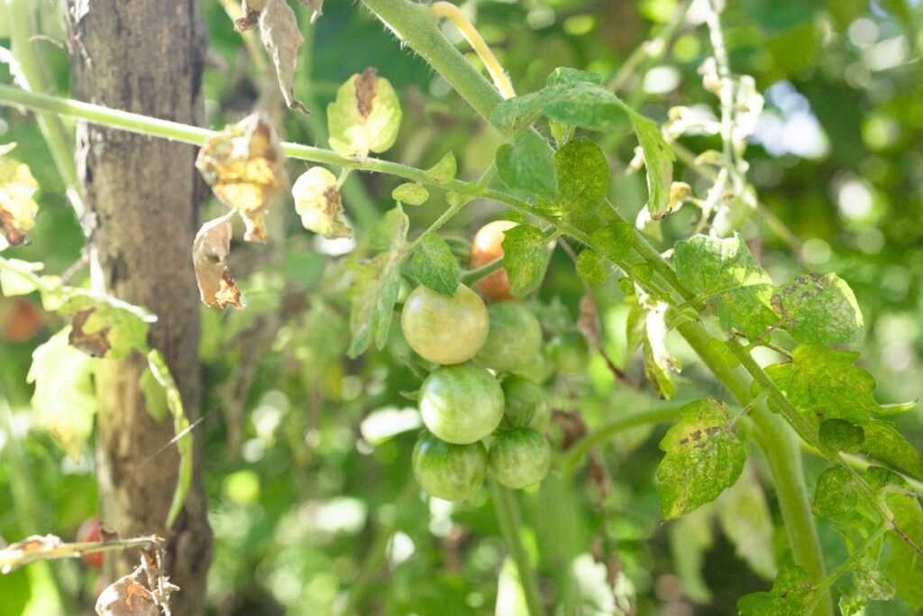 Tomate poussant dans le jardin
