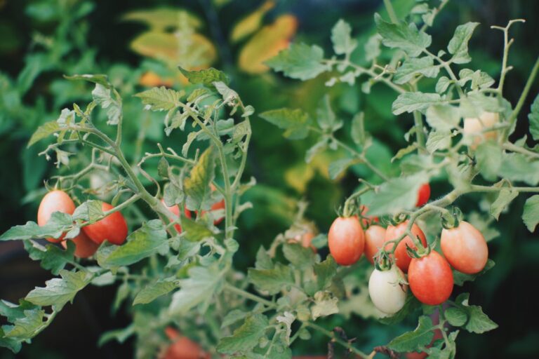 Tomates rouges mûres