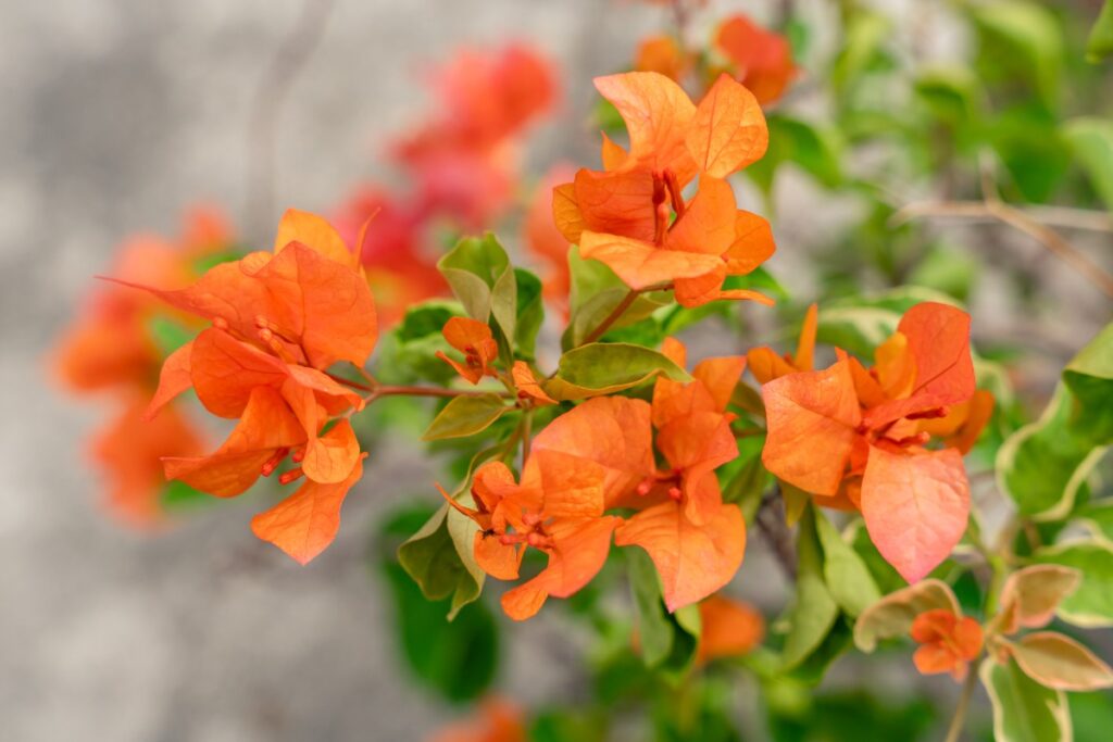 Une plante de bougainvillier avec des fleurs oranges