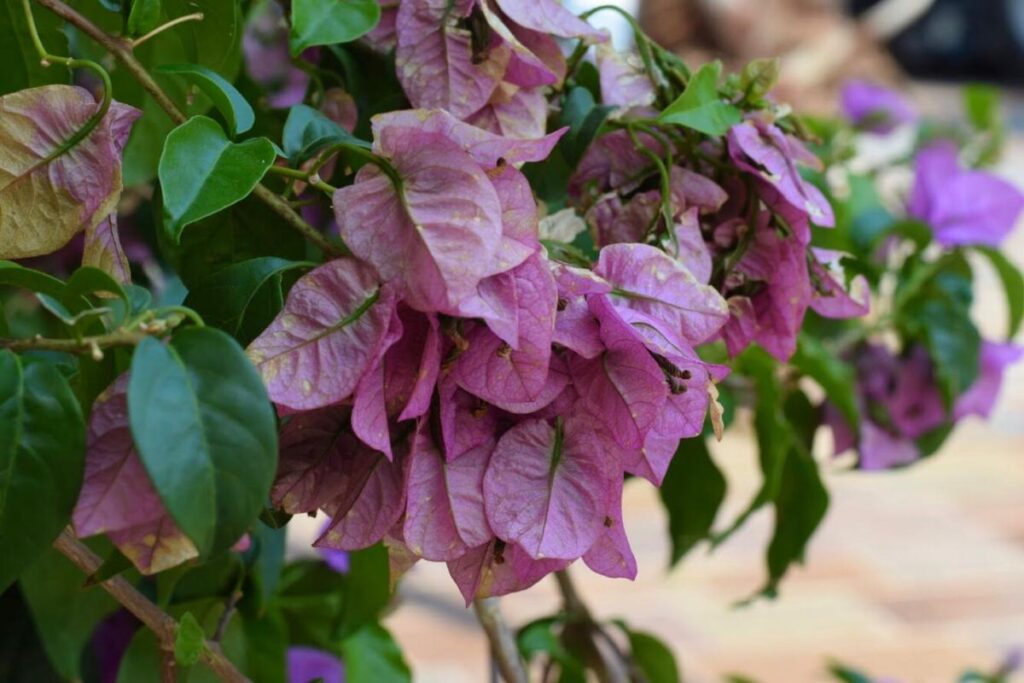 Bougainvillier avec des fleurs qui sèchent