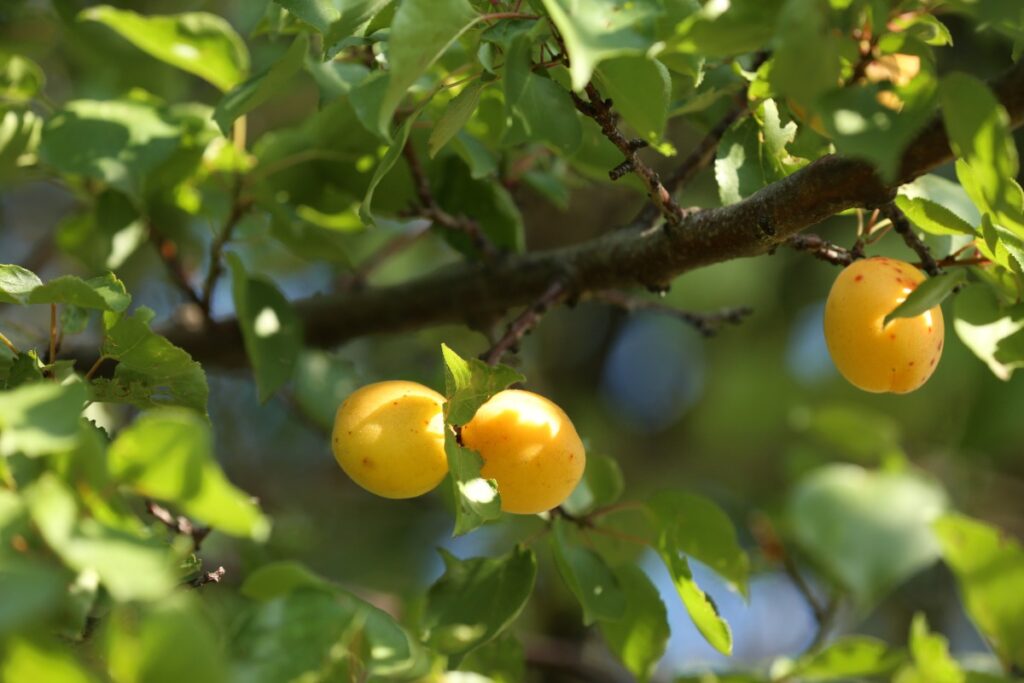 Des feuilles vertes et des fruits de mirabellier