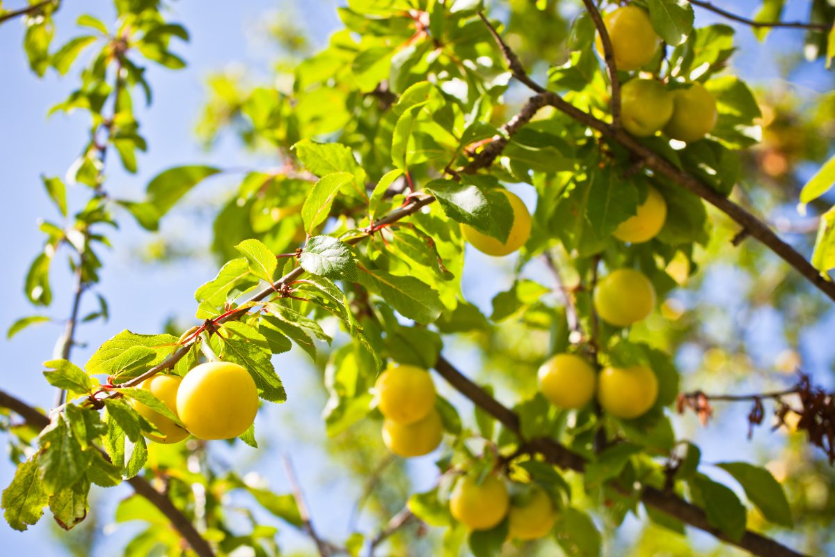 Des fruits mûrs d'un mirabellier