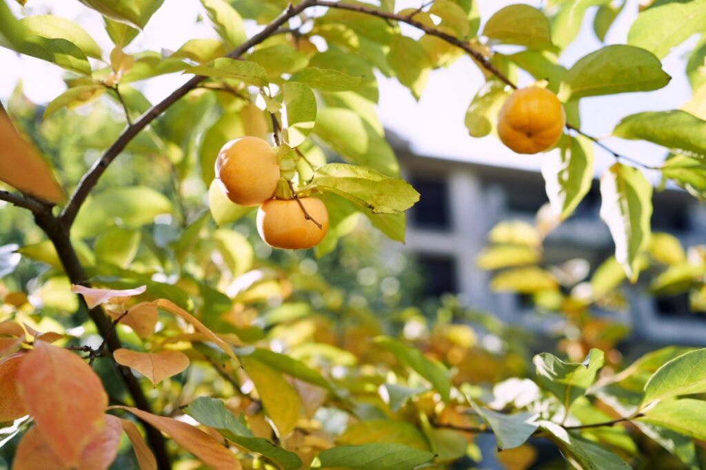 Des fruits poussant sur la branche de l'arbre