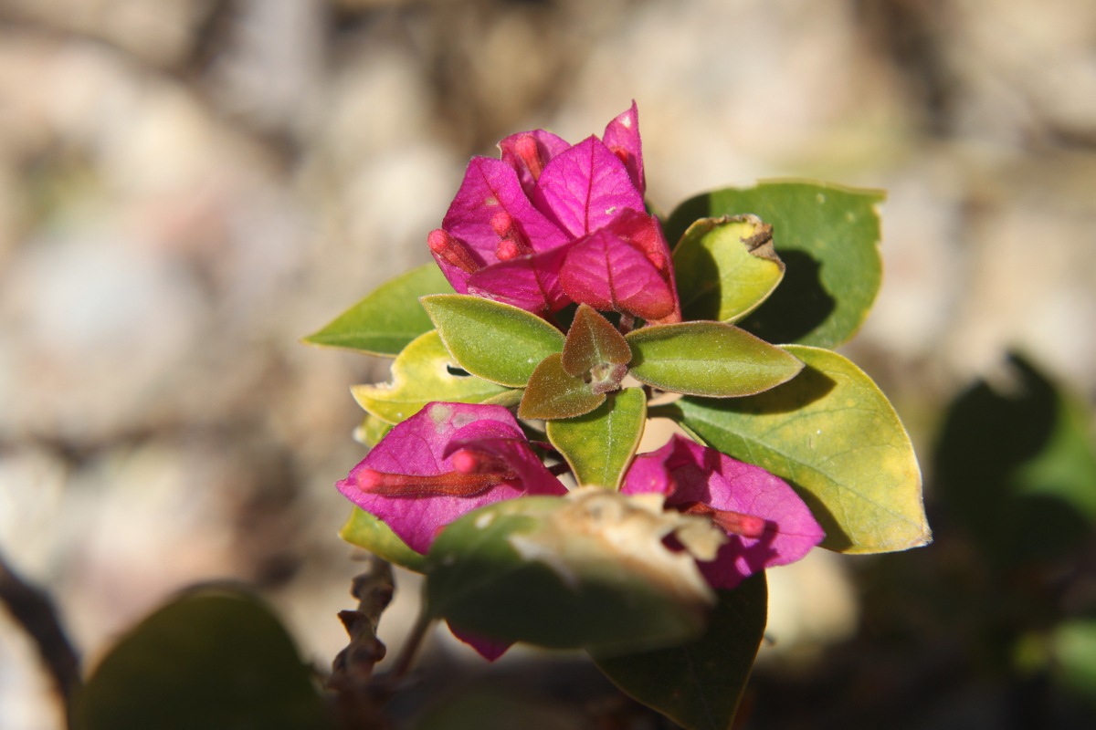 Une plante de bougainvillier dans le jardin