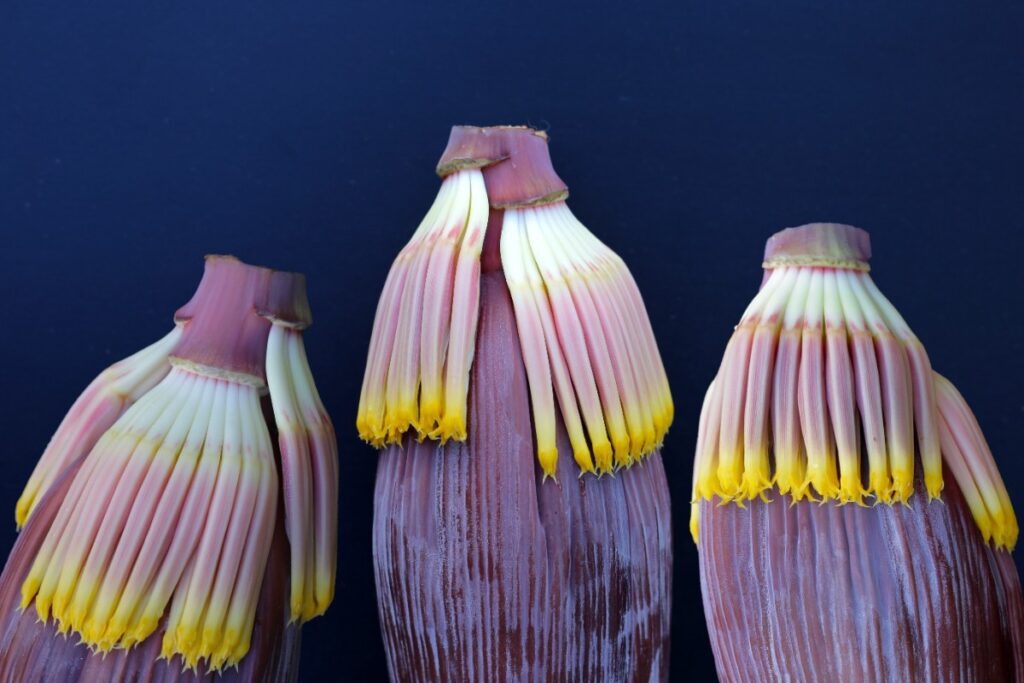 Trois fleurs de bananier 