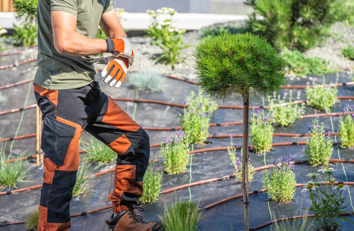 Un jardinier professionnel s'occupant des arbres