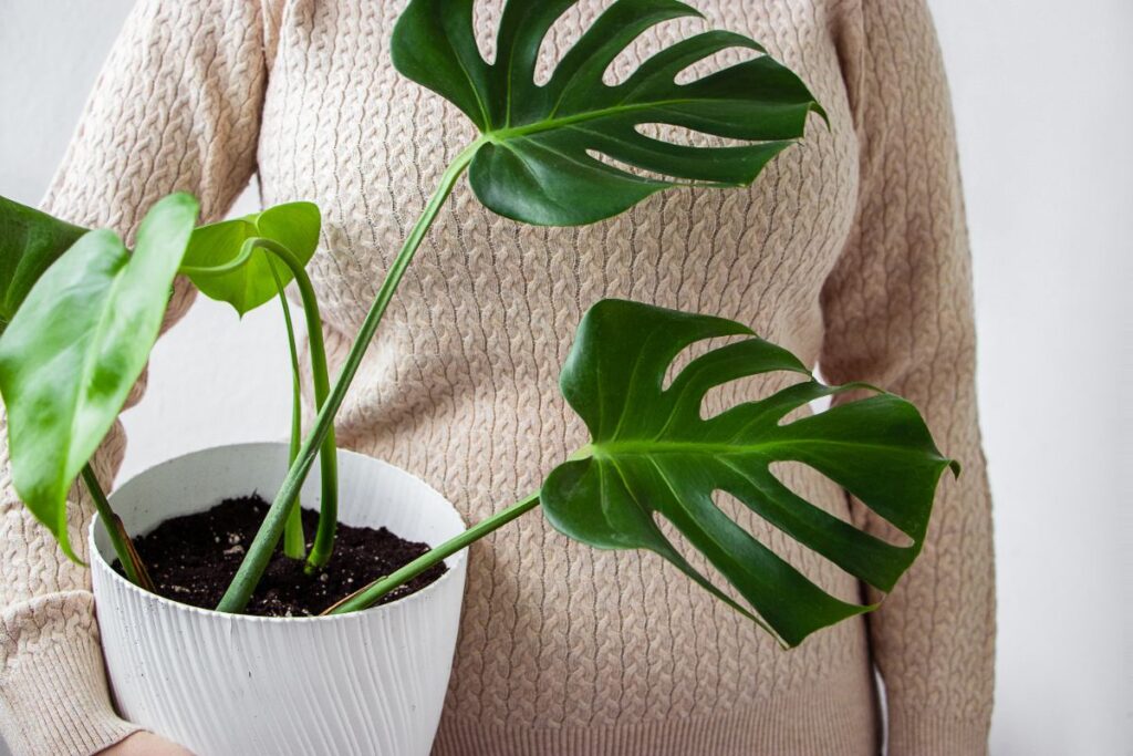 Une femme tenant une plante de monstera en pot