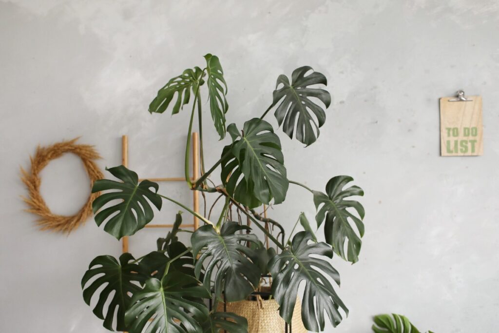 Une plante de monstera placée à l'intérieur